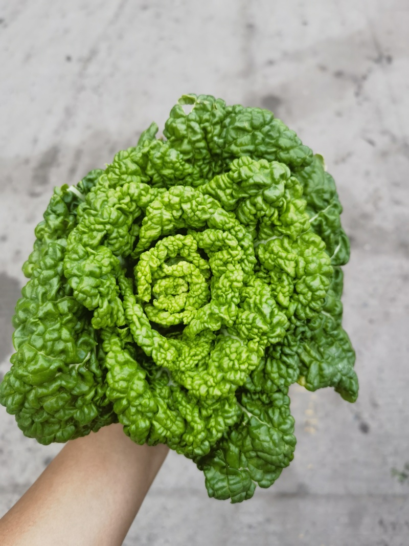 黄心菜