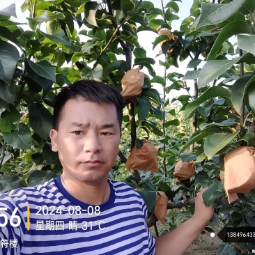 秋月梨树