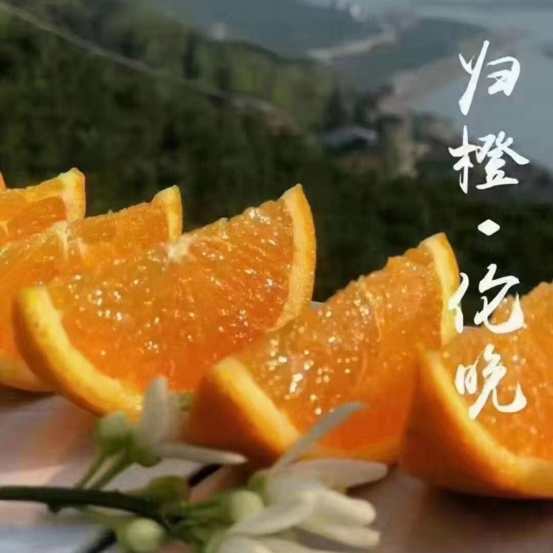 湖北宜昌伦晚脐橙产地一手，新鲜货源视频看货，对接全国