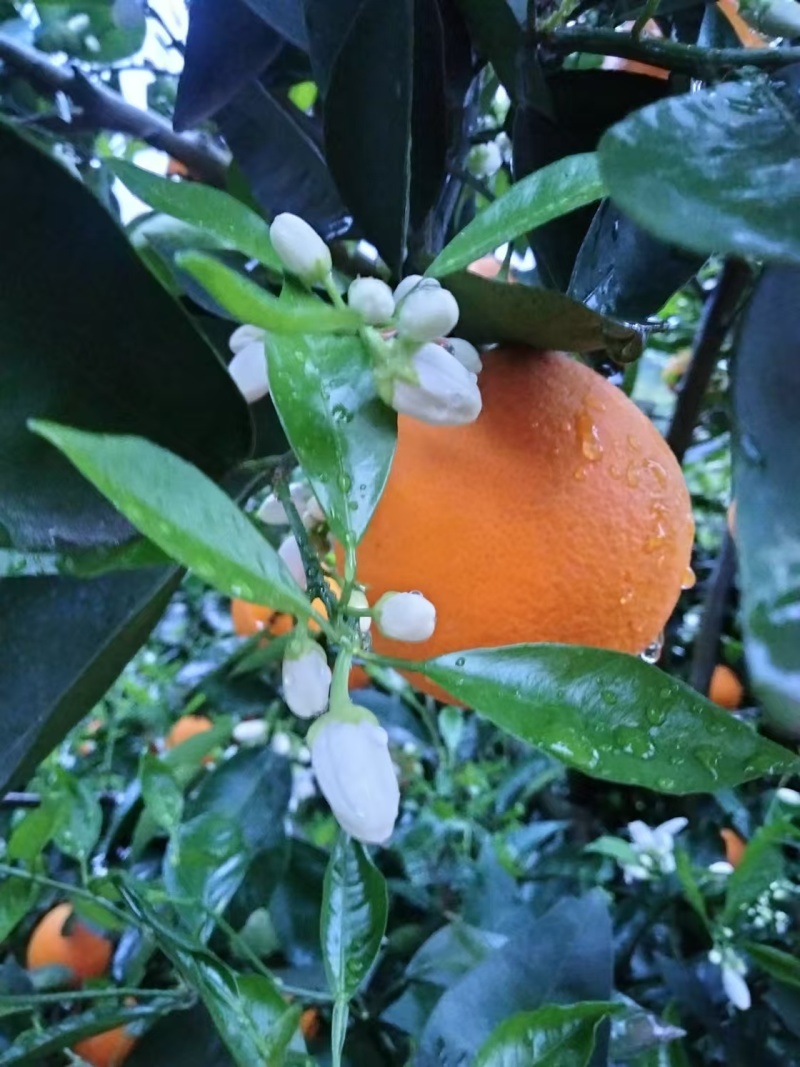 湖北宜昌伦晚脐橙产地一手，新鲜货源视频看货，对接全国