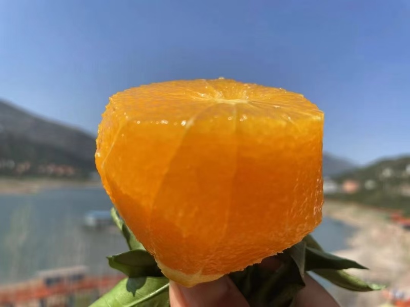 湖北宜昌伦晚脐橙产地一手，新鲜货源视频看货，对接全国
