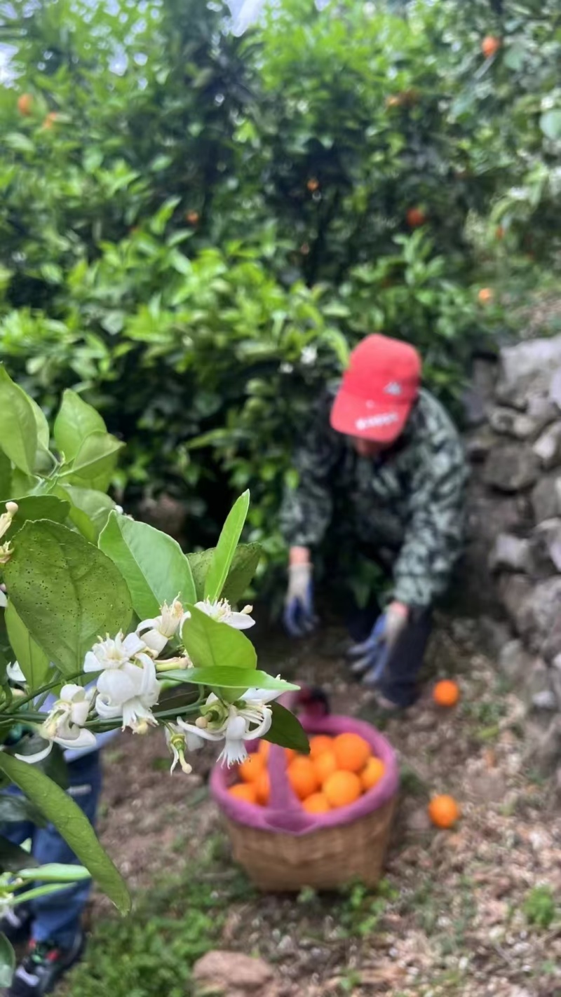 湖北宜昌伦晚脐橙产地一手，新鲜货源视频看货，对接全国