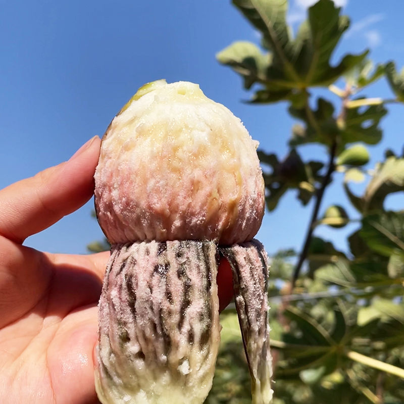 顺丰现摘新鲜红皮无花果新鲜水果整箱非威海青皮无花果小果小个
