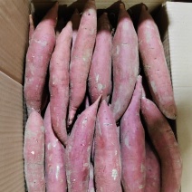 【红薯】西瓜红条形好颜色亮紫红皮沙地货口感软糯香