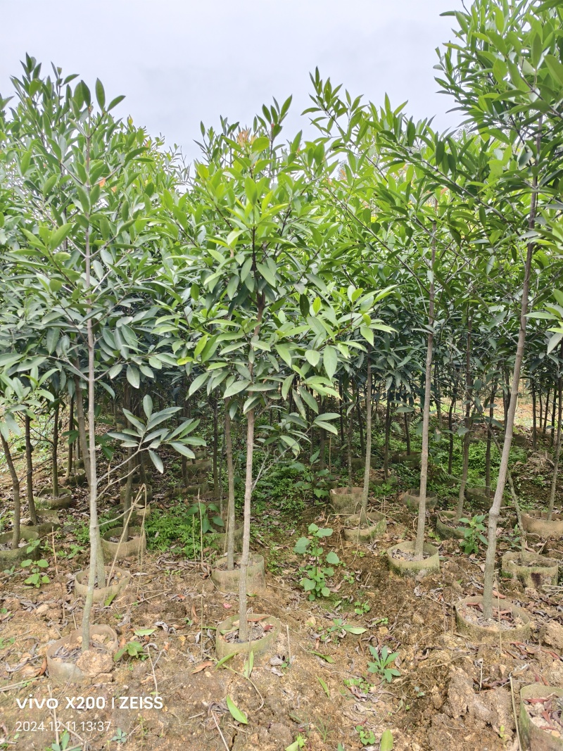黄金岭南山竹苗杯苗1-1.5公分，2-3公分