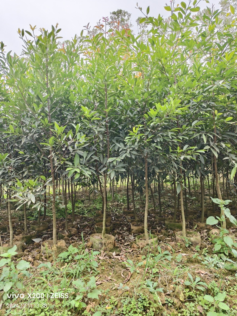 黄金岭南山竹苗杯苗1-1.5公分，2-3公分