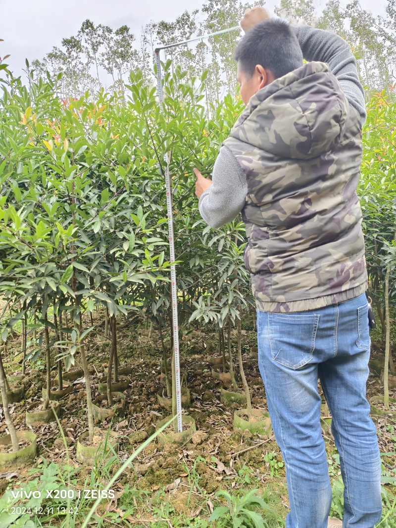 黄金岭南山竹苗杯苗1-1.5公分，2-3公分