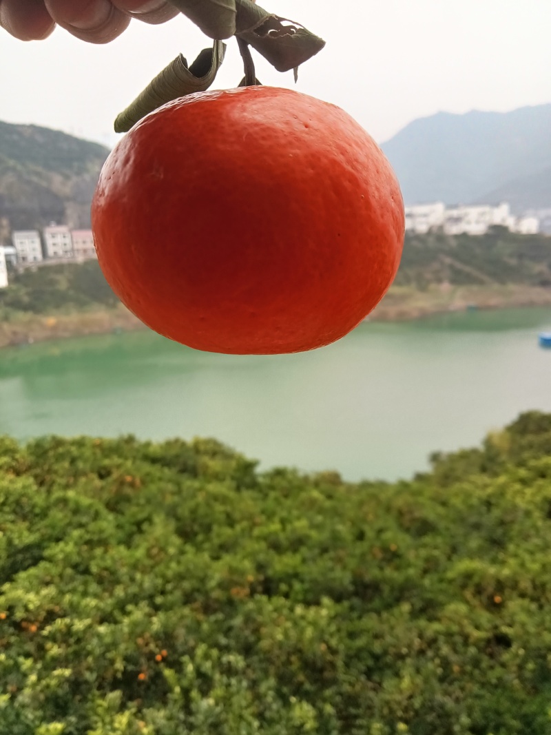湖北宜昌爱媛38橙产地一手，新鲜货源视频看货，对接全国