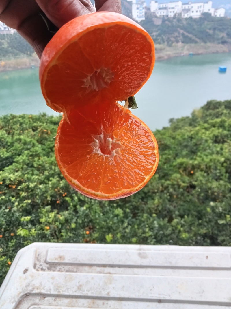 湖北宜昌爱媛38橙产地一手，新鲜货源视频看货，对接全国