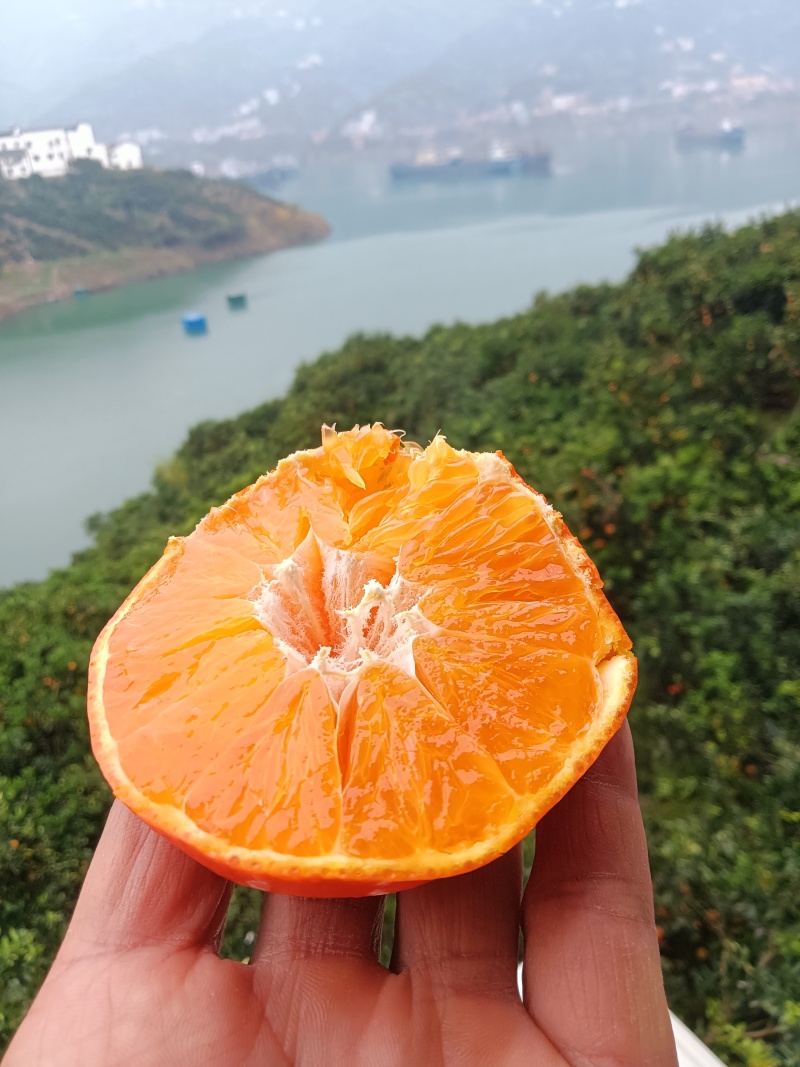 湖北宜昌爱媛38橙产地一手，新鲜货源视频看货，对接全国