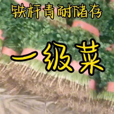 大量一级香菜品种铁杆青