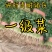 大量一级香菜品种铁杆青