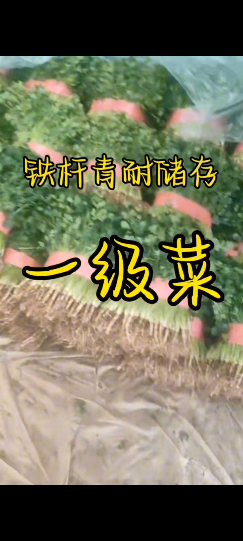大量一级香菜品种铁杆青