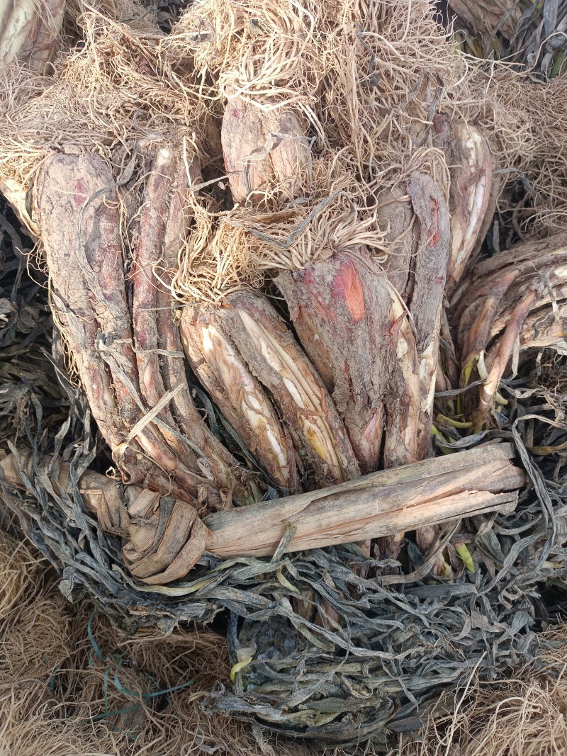 陕北佳县山地红皮葱