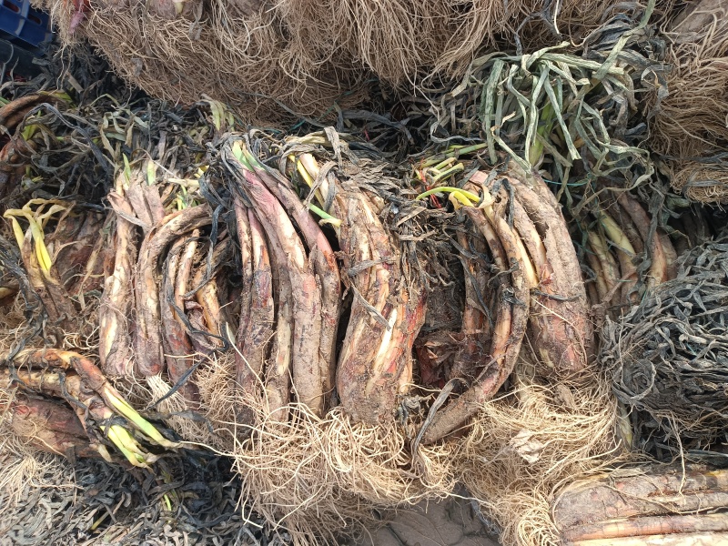 陕北佳县山地红皮葱