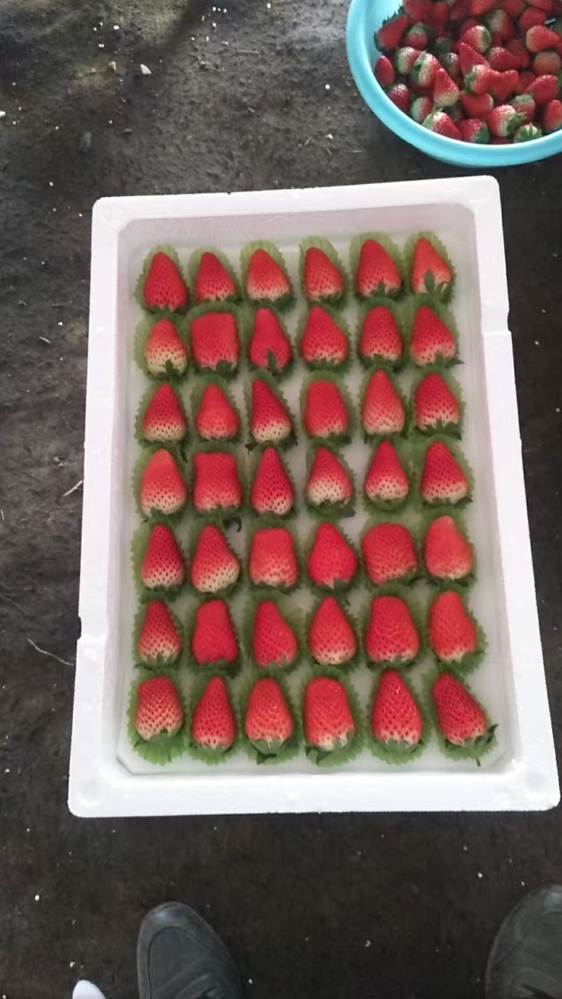 甜宝草莓大量有货支持视频看货，可发往全国市场