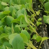 大家好，菜花苗大量现货80天菜花苗，大量批发