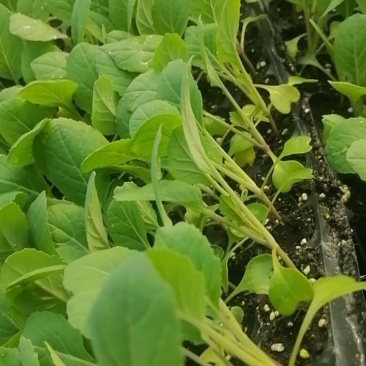 大家好，菜花苗大量现货80天菜花苗，大量批发