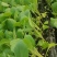 大家好，菜花苗大量现货80天菜花苗，大量批发