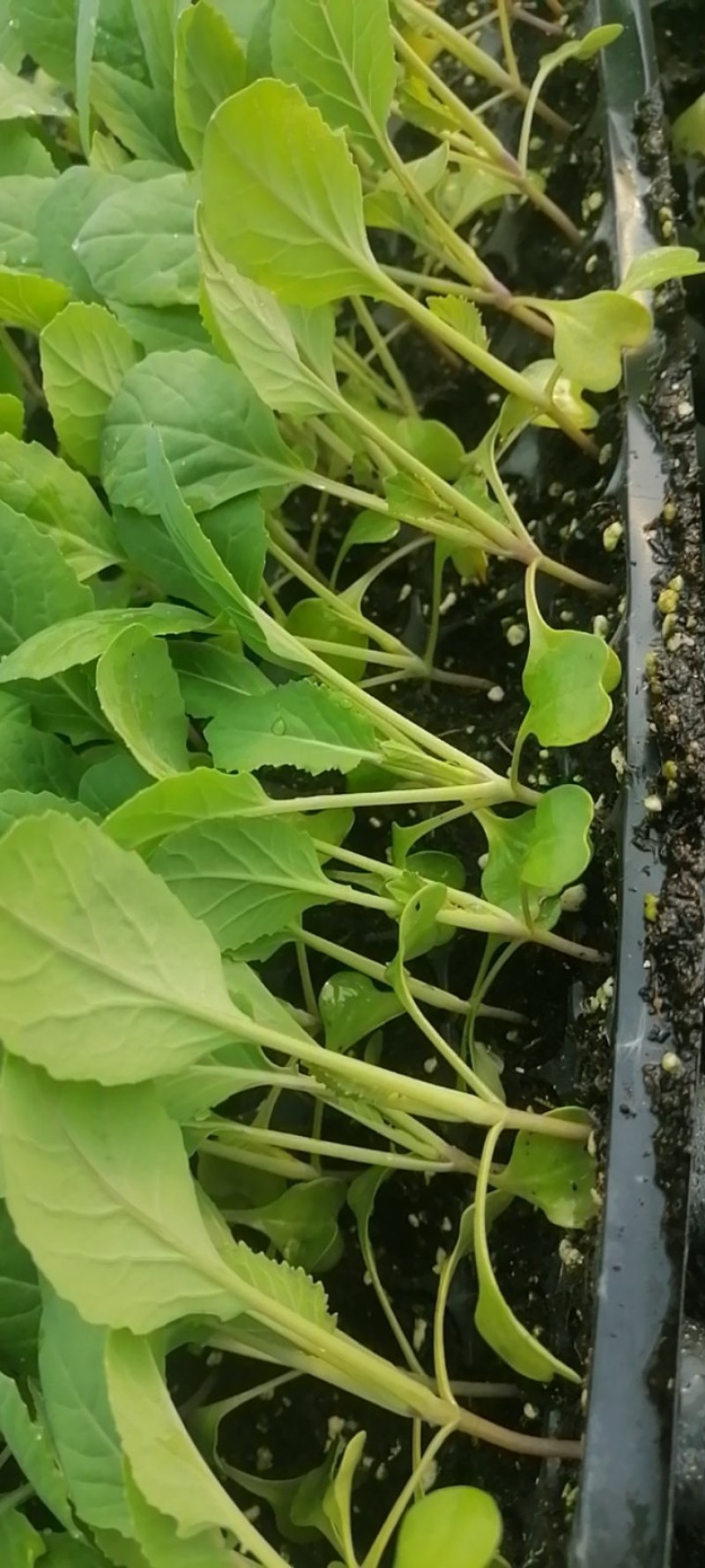大家好，菜花苗大量现货80天菜花苗，大量批发