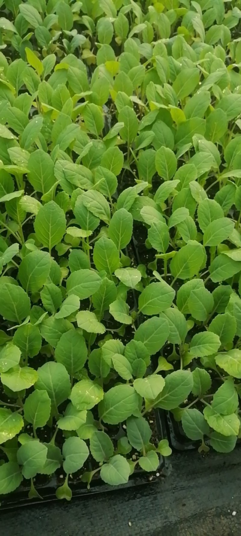 大家好，菜花苗大量现货80天菜花苗，大量批发