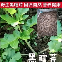 老山芹.