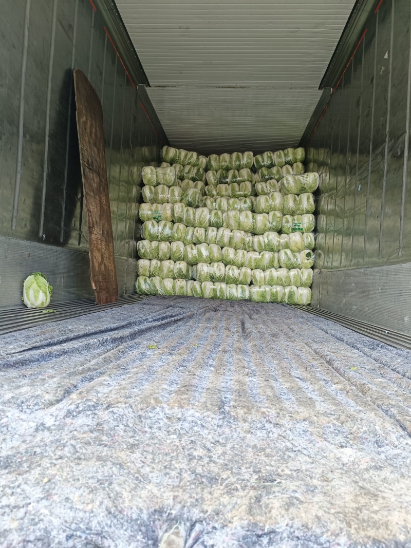 湖北黄心白菜品质保证诚信经营，欢迎联系，对接商超批发市场