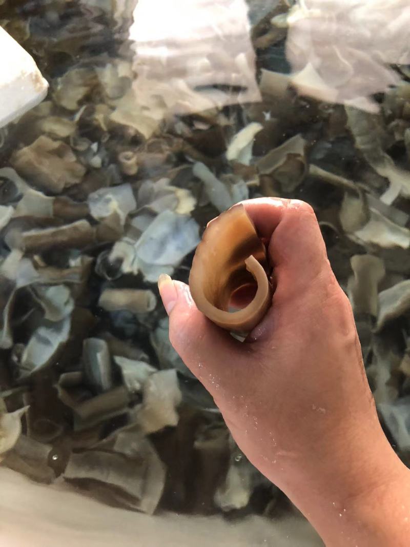 鲨鱼皮