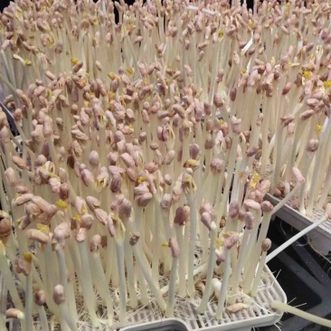 内蒙花生芽大量上市欢迎各位老板前来咨询