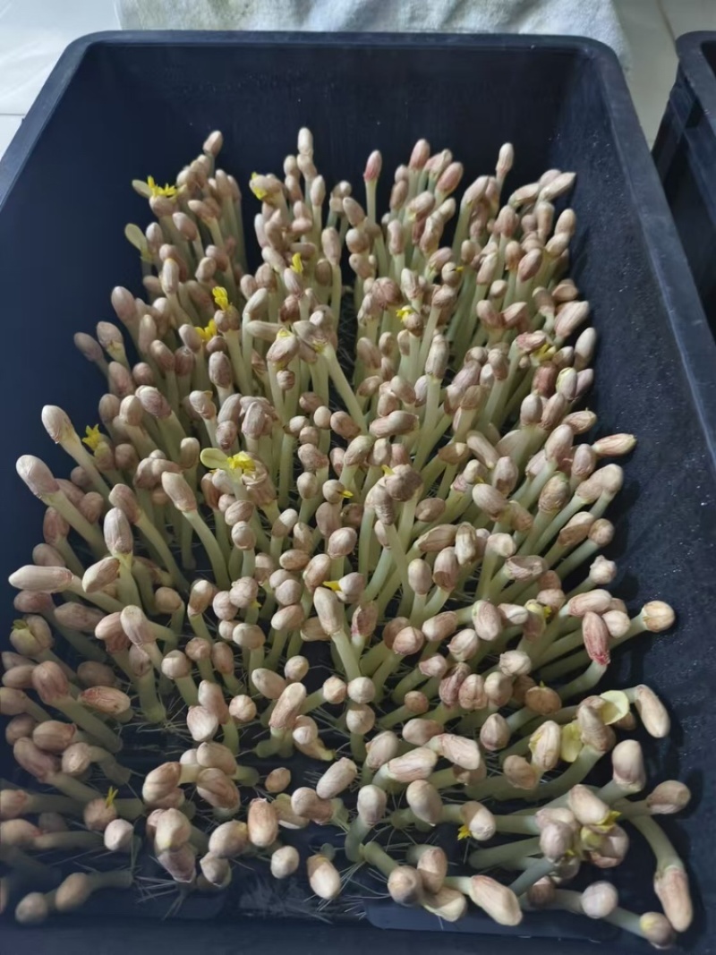 内蒙花生芽大量上市欢迎各位老板前来咨询