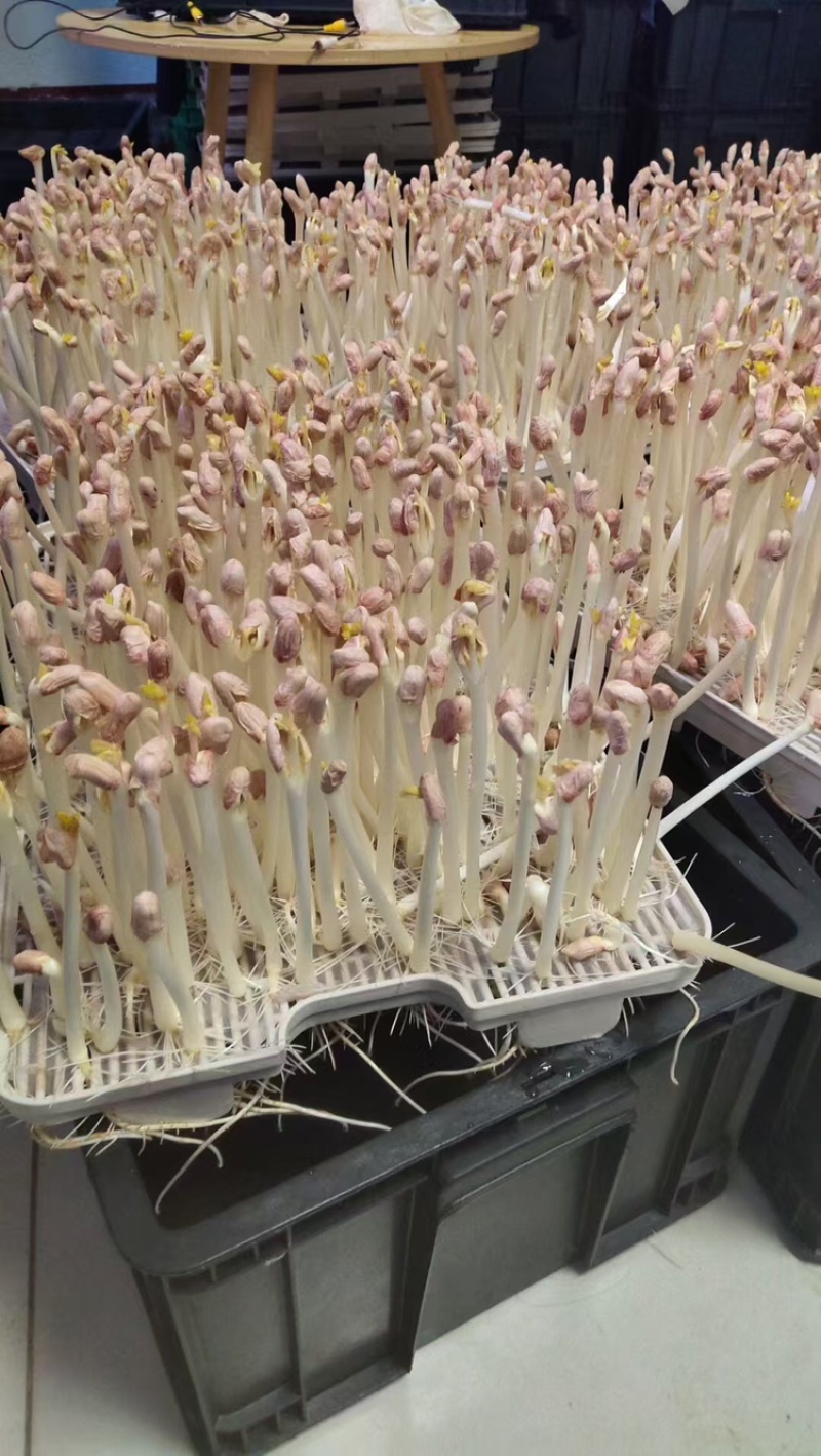 内蒙花生芽大量上市欢迎各位老板前来咨询