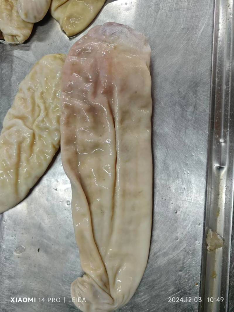 鲨鱼肚现货，24/12/12
