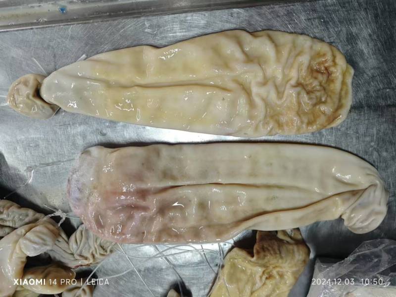 鲨鱼肚现货，24/12/12