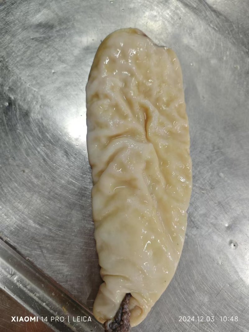 鲨鱼肚现货，24/12/12
