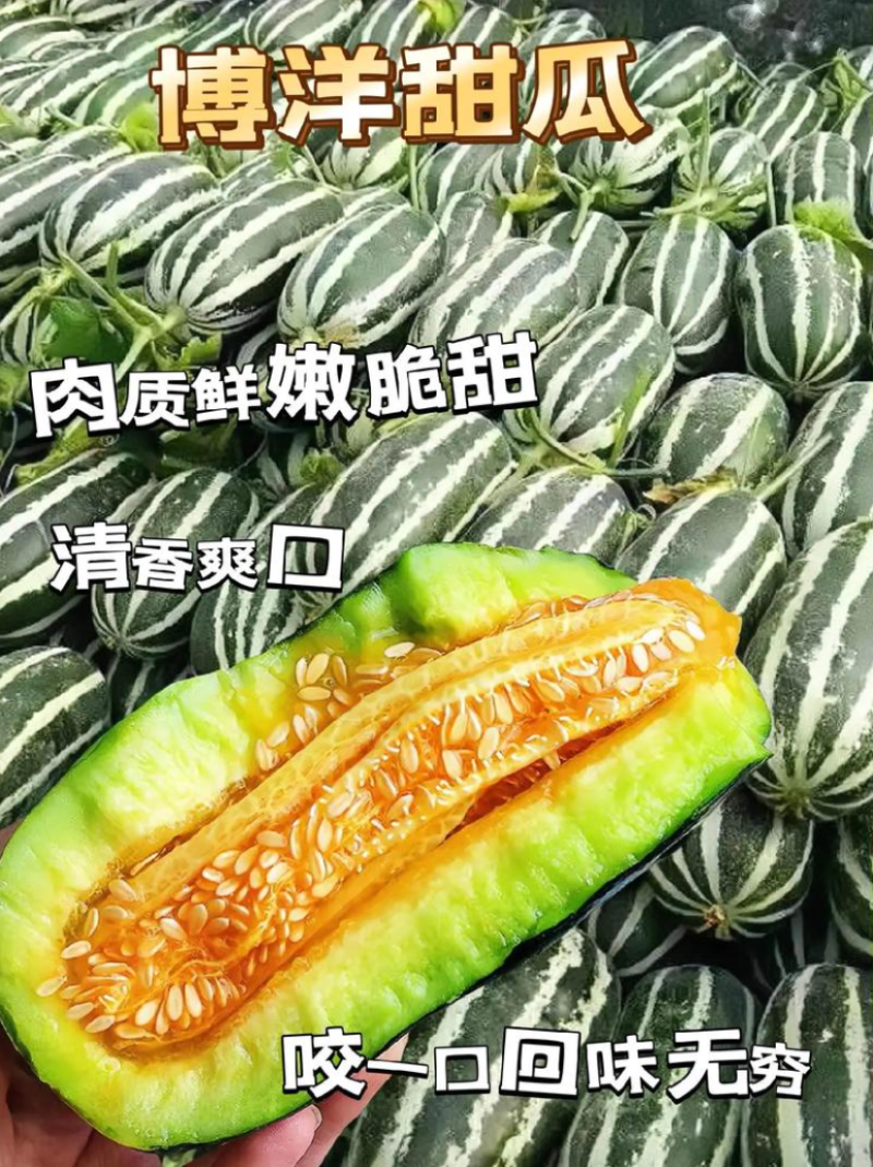 博洋甜瓜苗山东苗场甜瓜苗羊角蜜苗香瓜苗子抗病高产