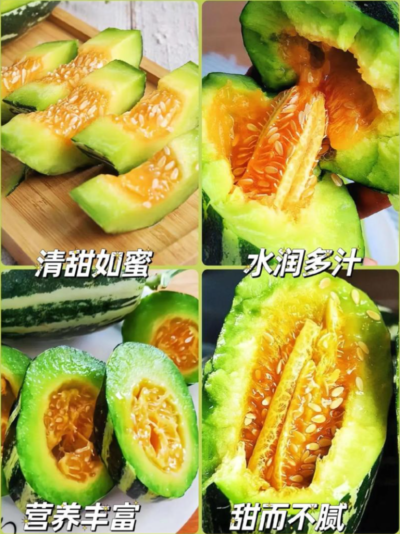 博洋甜瓜苗山东苗场甜瓜苗羊角蜜苗香瓜苗子抗病高产