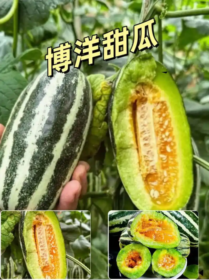 博洋甜瓜苗山东苗场甜瓜苗羊角蜜苗香瓜苗子抗病高产