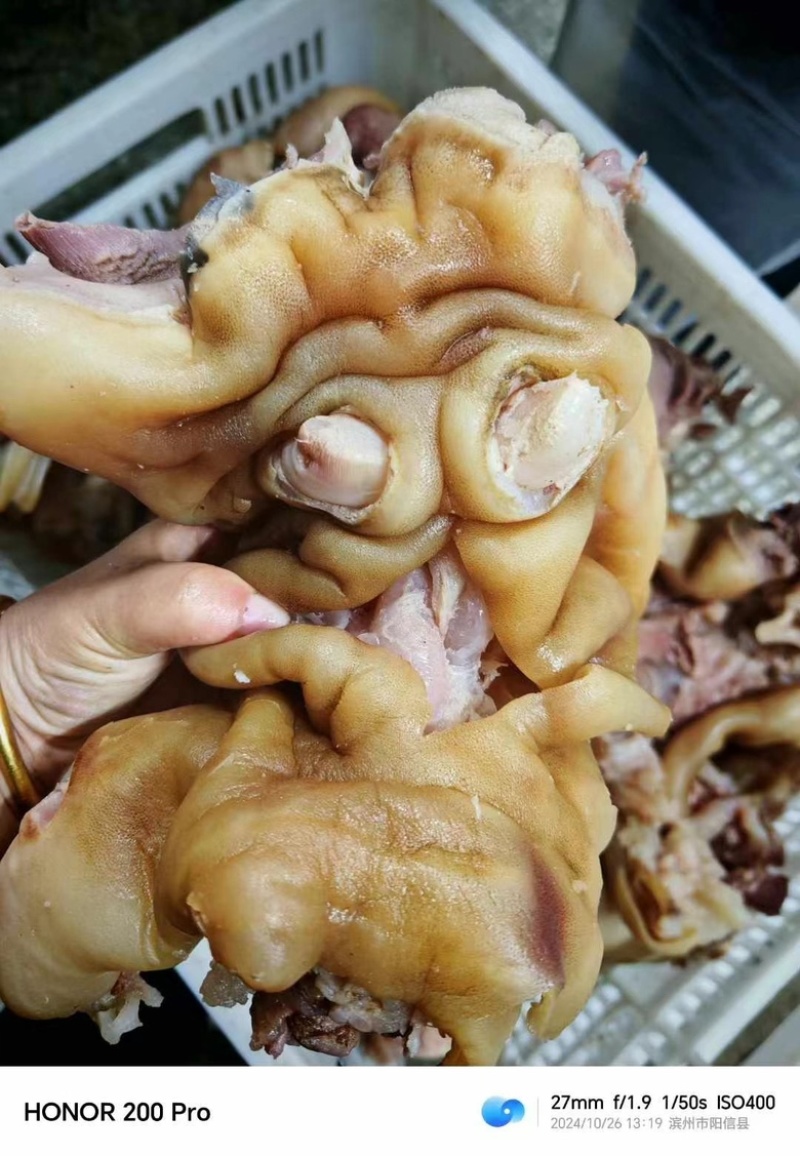 【熟牛蹄筋】全熟去骨带主筋牛蹄，量大从优，现货先发！
