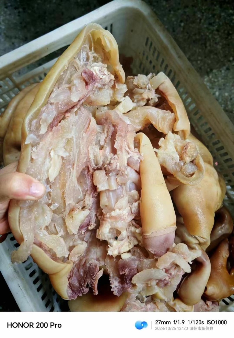 【熟牛蹄筋】全熟去骨带主筋牛蹄，量大从优，现货先发！