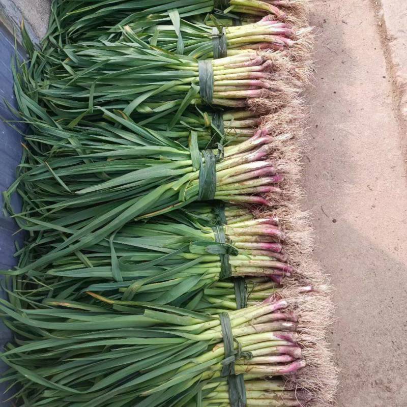红根蒜苗