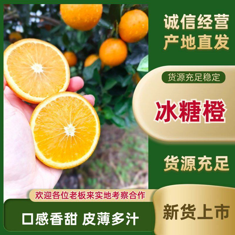 精品麻阳冰糖橙大量供应各大市场，欢迎各地老板前来采购！