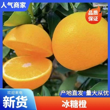 湖南麻阳精品冰糖橙，大量供应各大电商、市场，保质保量。