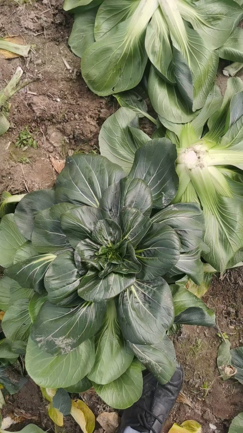 【推荐】江苏如高黑塌菜一手货源供应市场商超电商量大价优