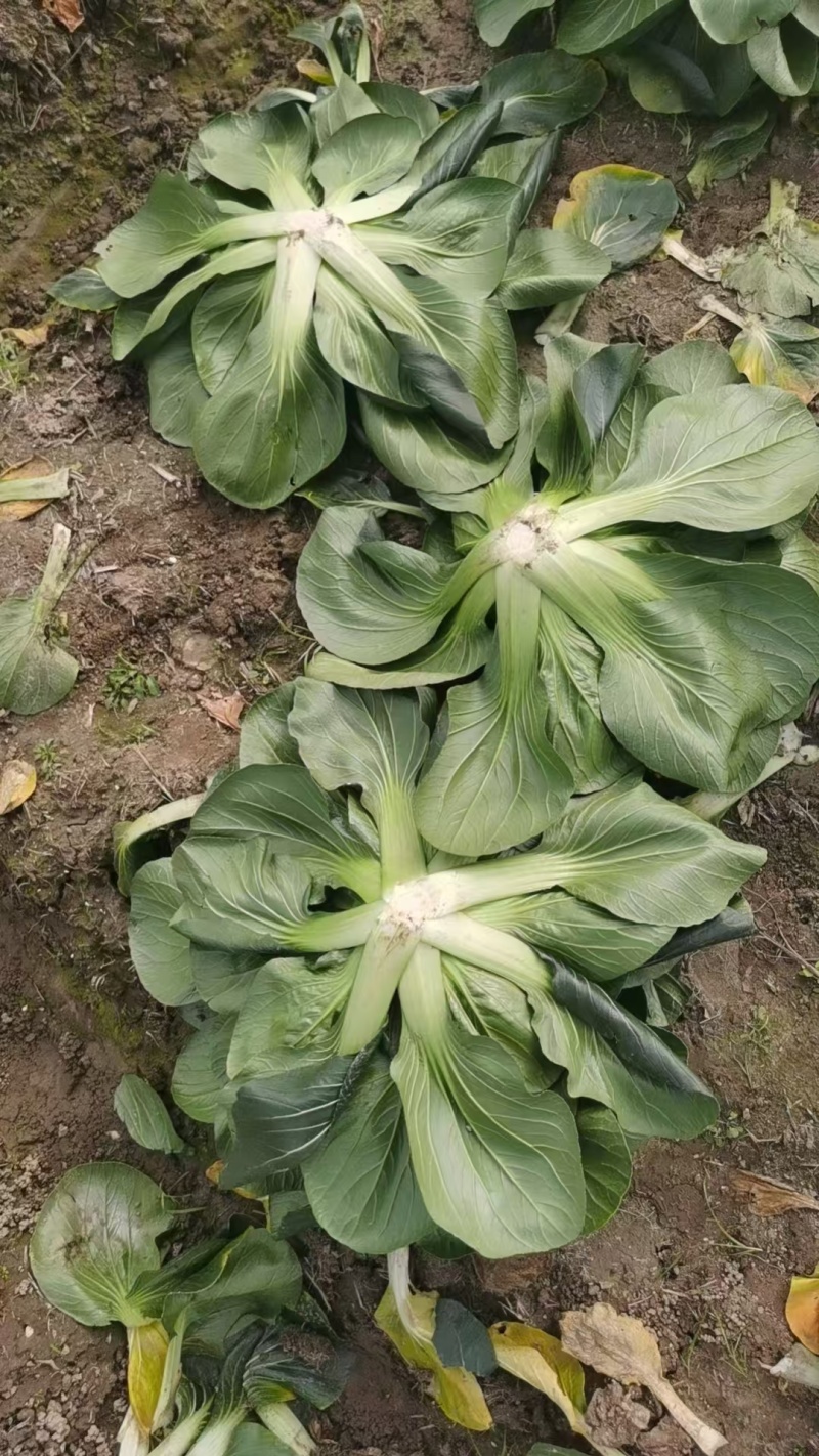 【推荐】江苏如高黑塌菜一手货源供应市场商超电商量大价优