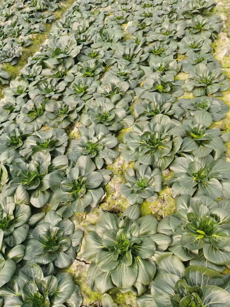 【推荐】江苏如高黑塌菜一手货源供应市场商超电商量大价优
