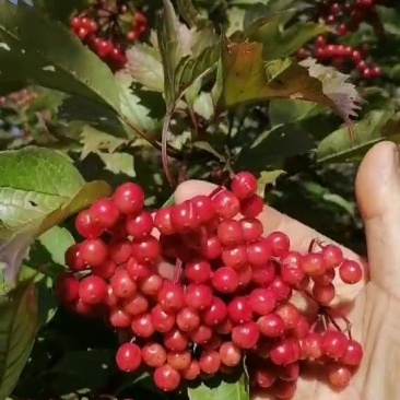 接骨木.东北野生接骨木