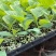 雷翱玉菇甜瓜苗存活率高水果苗子冰淇淋甜瓜苗包邮