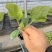 雷翱玉菇甜瓜苗存活率高水果苗子冰淇淋甜瓜苗包邮