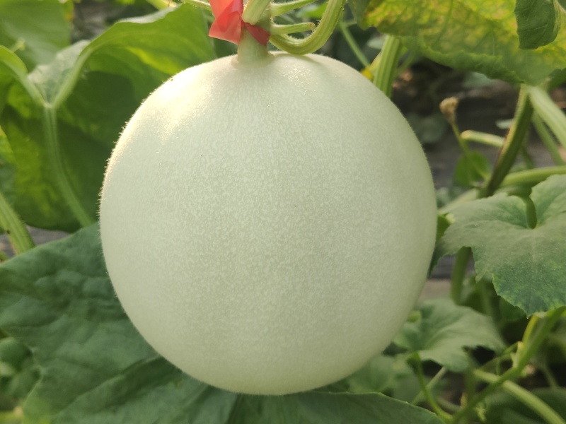 雷翱玉菇甜瓜苗存活率高水果苗子冰淇淋甜瓜苗包邮