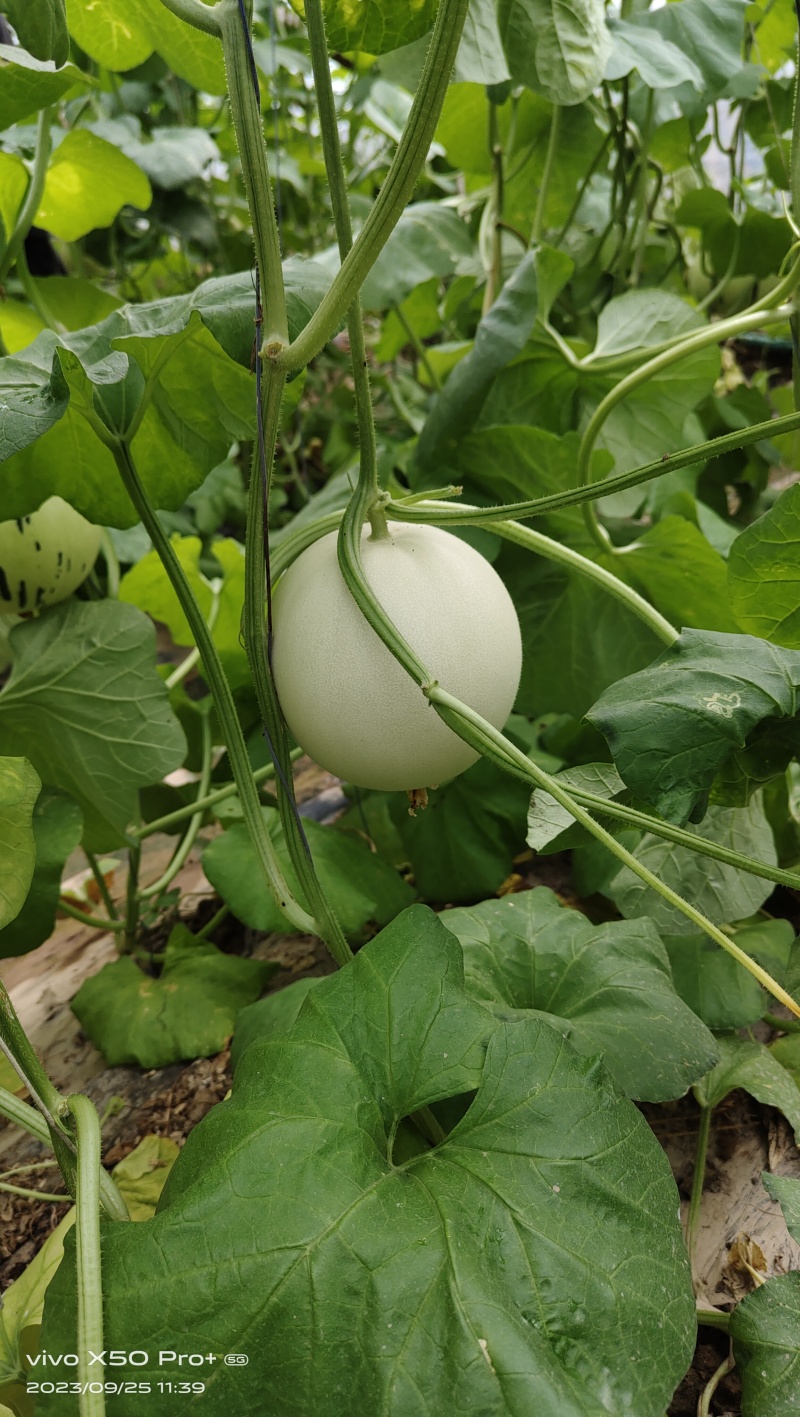 雷翱玉菇甜瓜苗存活率高水果苗子冰淇淋甜瓜苗包邮